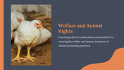 14157-free-chicken-powerpoint-presentation-template-13