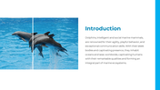 14301-dolphin-powerpoint-presentation-02