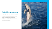 14301-dolphin-powerpoint-presentation-03