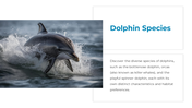 14301-dolphin-powerpoint-presentation-04