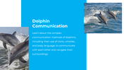 14301-dolphin-powerpoint-presentation-05