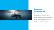 14301-dolphin-powerpoint-presentation-06