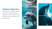 14301-dolphin-powerpoint-presentation-07