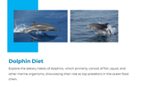 14301-dolphin-powerpoint-presentation-08