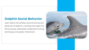 14301-dolphin-powerpoint-presentation-09