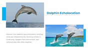 14301-dolphin-powerpoint-presentation-10