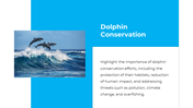 14301-dolphin-powerpoint-presentation-11