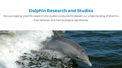 14301-dolphin-powerpoint-presentation-13