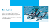 14301-dolphin-powerpoint-presentation-15