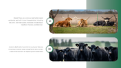 14326-beef-cattle-slide-template-07