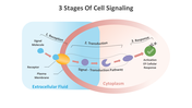 14647-3-stages-of-cell-signaling-02