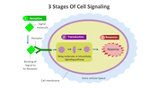 14647-3-stages-of-cell-signaling-03