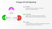 14647-3-stages-of-cell-signaling-04