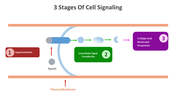 14647-3-stages-of-cell-signaling-05