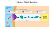 14647-3-stages-of-cell-signaling-06