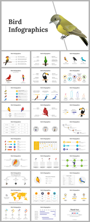 Editable Bird Infographics Presentation For Your Needs