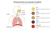 Human body template featuring a diagram showing the parts of a body, with corresponding labels and caption area.