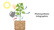 200798-photosynthesis-infographic-01