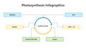 200798-photosynthesis-infographic-09