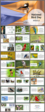 Colorful birds featured in the National Bird day slides highlighting different species and their habitats with text.