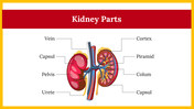 300064-world-kidney-day-17