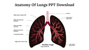 Lung anatomy illustration with labels for each section, including lobes and bronchial structures on a white background.