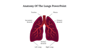 Diagram of the anatomy of the lungs showing labeled trachea, bronchi, pleura, and left and right lungs.