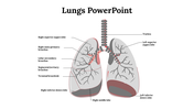 Illustration of human lungs showing labeled sections of lobes, bronchi, and trachea, with a gray and red color scheme.