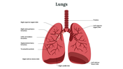 Labeled illustration of human lungs, showing trachea, bronchi, lobes, and lung cancer.