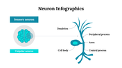 300262-neuron-infographics-30