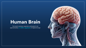 300862-human-brain-01