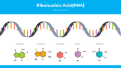 300872-ribonucleic-acid-01