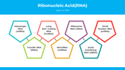 300872-ribonucleic-acid-02