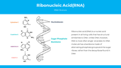 300872-ribonucleic-acid-03