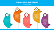 300872-ribonucleic-acid-05