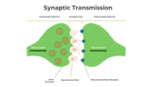 Customizable Synptic Transmission PPT And Google Slides 