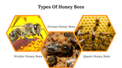 400091-us-honey-bee-day-06