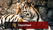 400169-international-tiger-day-25