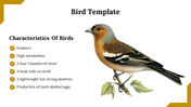 Illustration of a bird perched on a branch, alongside a list of bullet points, on a white background with brown accents.