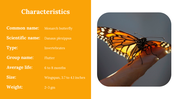 400359-butterfly-templates-09