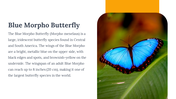 400359-butterfly-templates-10