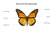 400359-butterfly-templates-24