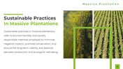 400415-presentation-on-massive-plantation-05