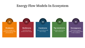 400427-energy-flow-models-in-ecosystem-03