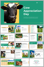 Cow appreciation day slides featuring cow conservation, breeds, and agriculture, with photos of cows and farming activities.