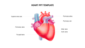 Anatomical heart diagram slide showing key structures such as the pulmonary artery, tricuspid, and mitral valve.