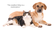 479377-free-dog-and-cat-backgrounds-for-powerpoint-03