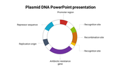 Circular diagram of a plasmid with colored segments in red, green, orange, purple, blue, and gray, labeled by text.