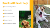 500075-international-guide-dog-day-15