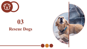 500104-national-rescue-dog-day-08